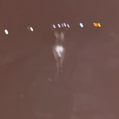 HONDA 【Z50J  4lモンキー】6v  🏍️実働75cc🏍️💨1974年式の画像