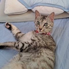 里親募集1才の女の子です!