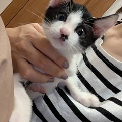 殺処分回避したく!堕胎手術直前に救った小さいを救ってください!、...