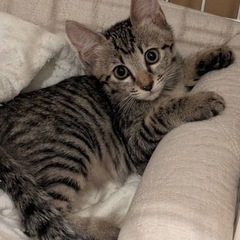 殺処分回避したいです!②堕胎手術直前に救った小さいを救ってくださ...