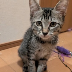 殺処分回避したく!①堕胎手術直前に救った小さいを救ってください!...