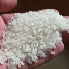 2025年新米‼️精米10kg‼️品種キヌヒカリ‼️の画像