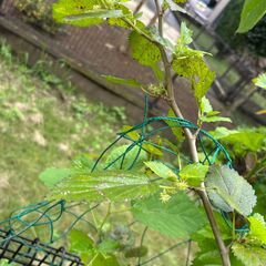 桑の木　蕾付き　地上から約高さ約140cmの画像
