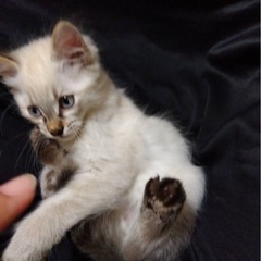 子猫の里親探します