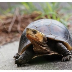 亀友募集中(*^ω^*)