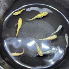 (配送可能)高級メダカミックス8匹の画像