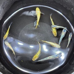 (配送可能)高級メダカミックス8匹の画像
