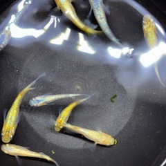 (配送可能)高級メダカミックス8匹の画像