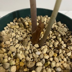 観葉植物　アロカシア　アマゾニカの画像
