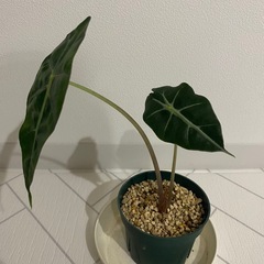 観葉植物　アロカシア　アマゾニカの画像