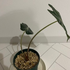 観葉植物　アロカシア　アマゾニカの画像