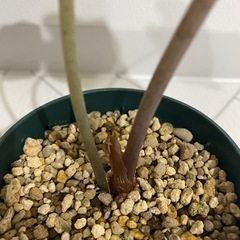 観葉植物　アロカシア　アマゾニカの画像
