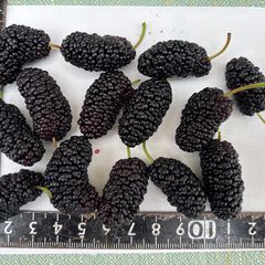 桑　リサヒックスエアリ－大実　挿し穂木　長さ約25cm　30本以上　 無農薬　有機栽培　健康果樹の画像