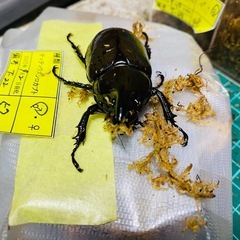 ティティウスシロカブト　新成虫ペア　訳あり
の画像