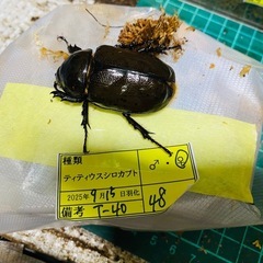 ティティウスシロカブト　新成虫ペア　訳あり
の画像
