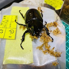 ティティウスシロカブト　新成虫ペア　訳あり
の画像