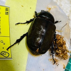 ティティウスシロカブト　新成虫ペア　訳あり
の画像