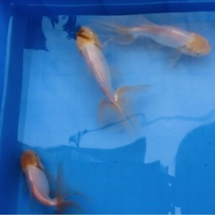 金魚　オランダ　3匹セット15センチ の画像