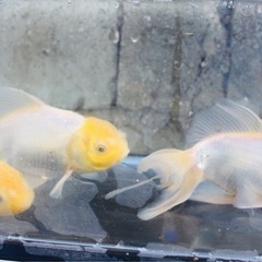 金魚　オランダ　3匹セット15センチ の画像