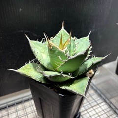 チタノタ　オテロイ　の画像