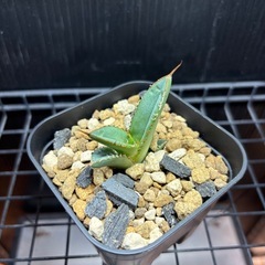 チタノタ　オテロイ　の画像