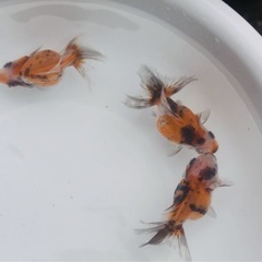 金魚　ピンポンパールの画像