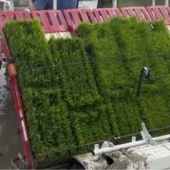 新米🌾 岐阜県産ハツシモの画像