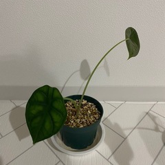 観葉植物　アロカシア　3点の画像