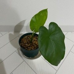 観葉植物　アロカシア　3点の画像