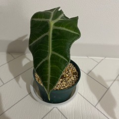 観葉植物　アロカシア　3点の画像