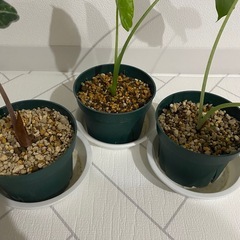観葉植物　アロカシア　3点の画像