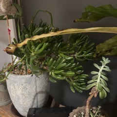 クラッスラ　ゴーラム　観葉植物　塊根植物　多肉植物　ビザールプランツ　レアプランツ　ガーデニング　植物　グリーン　趣味　盆栽　葉　花　庭　草　インテリア　おしゃれ　飾り　園芸　の画像