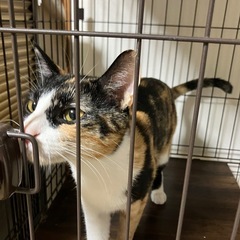 三毛猫ちゃん♀を保護しました。