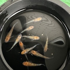メダカ【ユリシス】若魚　１０匹の画像