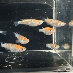 メダカ【ユリシス】若魚　１０匹の画像