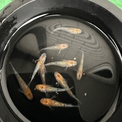 メダカ【ユリシス】若魚　１０匹の画像