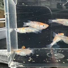 メダカ【ユリシス】若魚　１０匹の画像