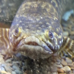 [難あり]チャンナトルサエンシスの画像