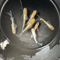 メダカ【朱光菊ＲＬＦ】写真の個体全て　(菊間メダカ様血統)の画像