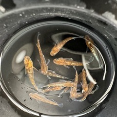 メダカ【朱光菊】写真の個体全て　(菊間メダカ様血統)の画像