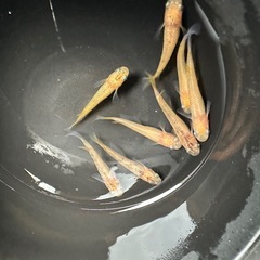 メダカ【ミラージュ】若魚　８匹(メダカの館watti様血統)の画像