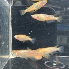 メダカ【ミラージュ】若魚　８匹(メダカの館watti様血統)の画像