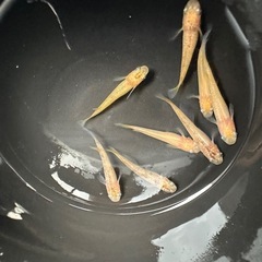 メダカ【ミラージュ】若魚　８匹(メダカの館watti様血統)の画像