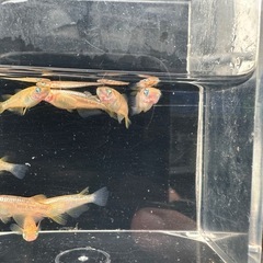 メダカ【ミラージュ】若魚　８匹(メダカの館watti様血統)の画像
