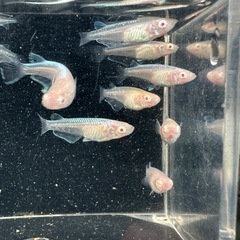 メダカ【龍の瞳】若魚　②ペアの画像