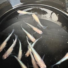 メダカ【龍の瞳】若魚　②ペアの画像