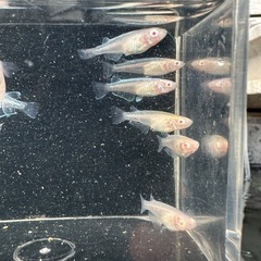 メダカ【龍の瞳】若魚　②ペアの画像