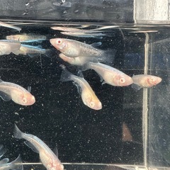 メダカ【龍の瞳】若魚　②ペアの画像