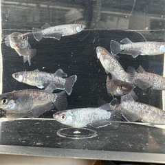 メダカ【プレアデス系】若魚　写真の個体全ての画像