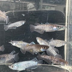 メダカ【プレアデス系】若魚　写真の個体全ての画像